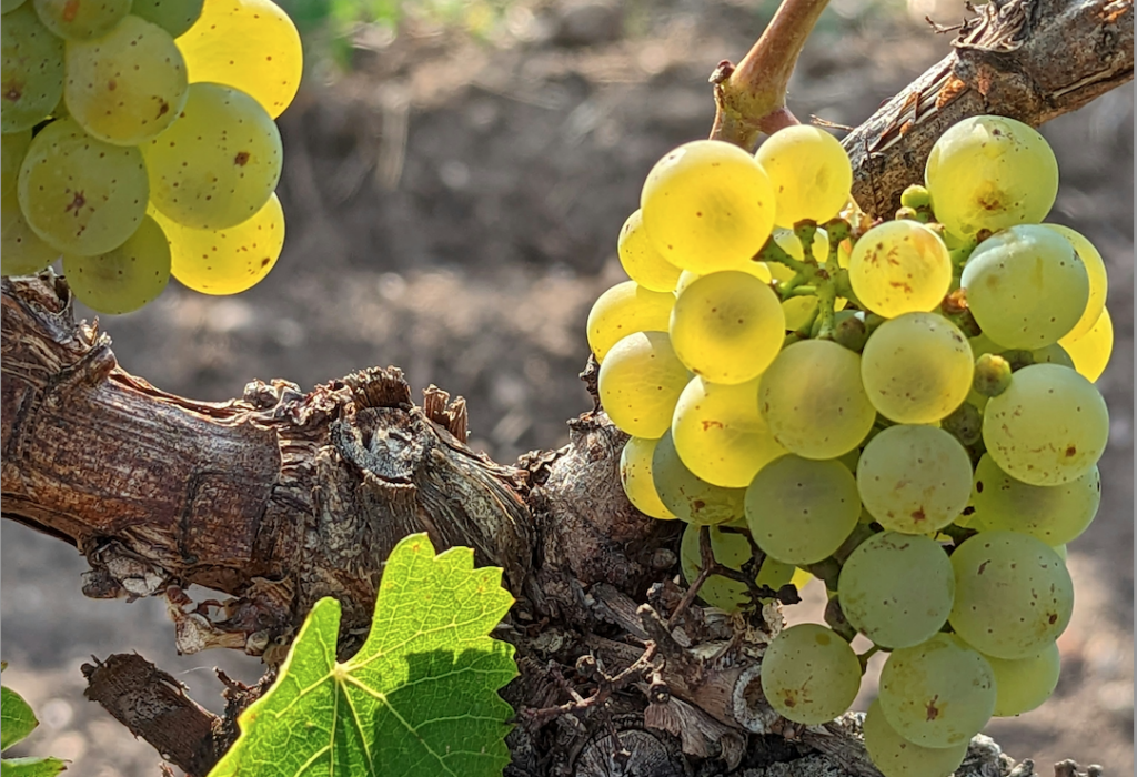 Riesling, frescura y elegancia en cada copa