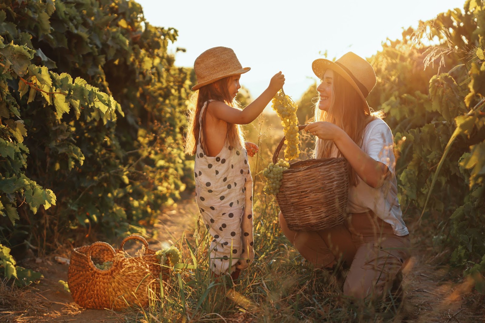 Scotiabank presenta Napa Valley: una experiencia diseñada entre viñedos, vino y alta cocina 