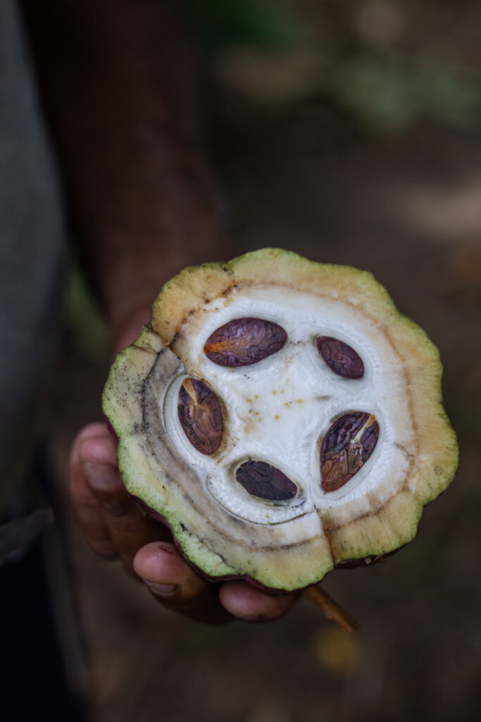 Más allá del chocolate: la experiencia del cacao en el corazón de Brasil