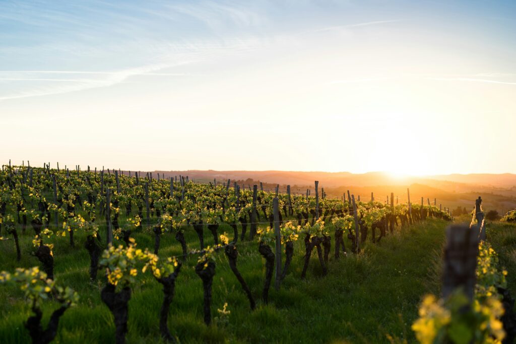 El vino mexicano se reúne en su primer gran congreso internacional