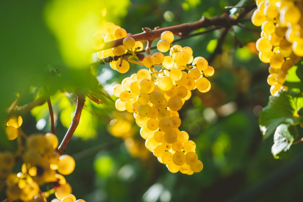 Chardonnay, la uva camaleónica que redefinió el vino blanco
