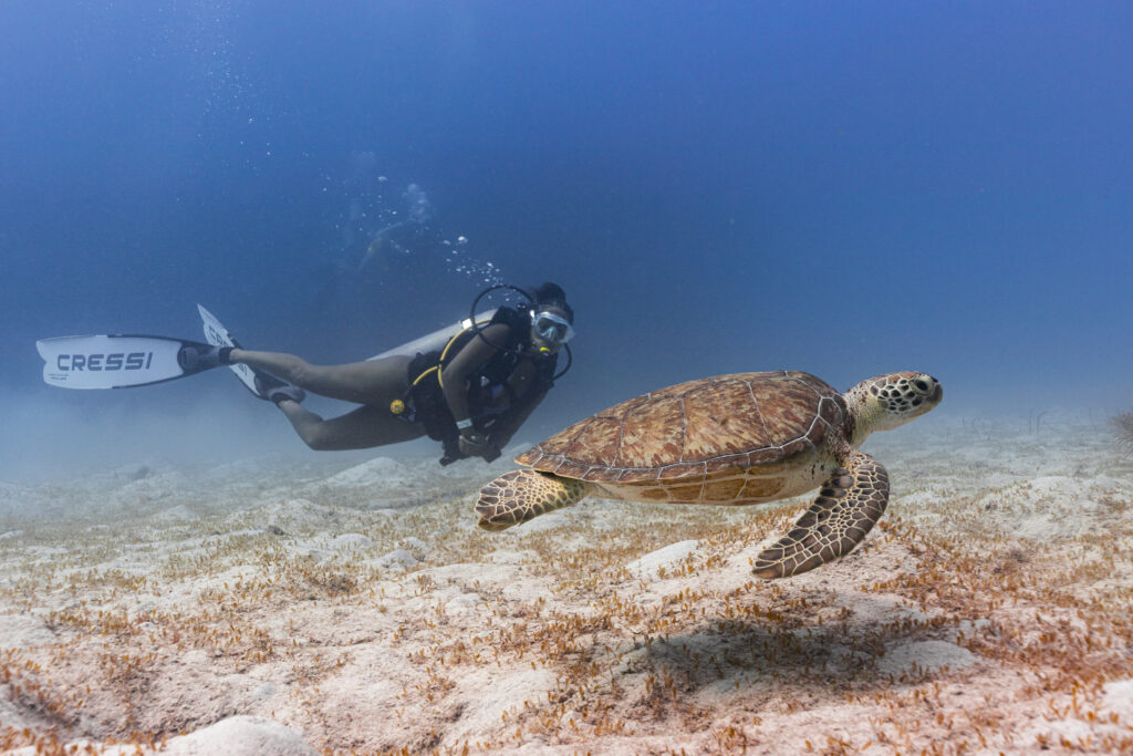 Dive Fest Barbados 2026: un recorrido por y para las maravillas submarinas 