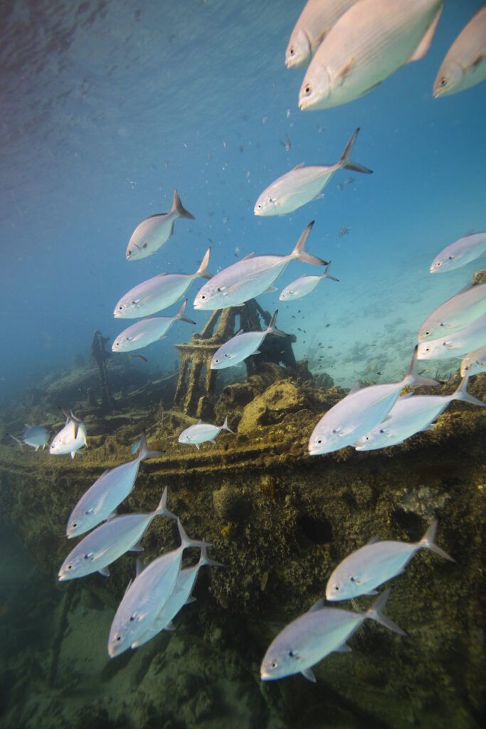 Dive Fest Barbados 2026: un recorrido por y para las maravillas submarinas 