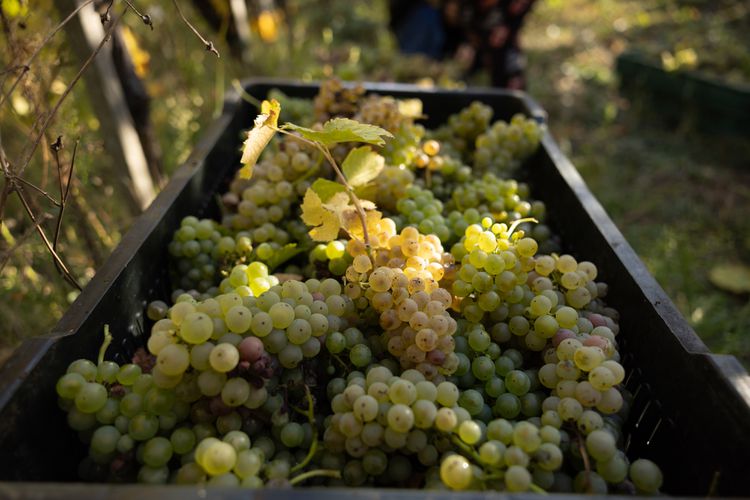 Coupage: las 14 mezclas de vino más importantes