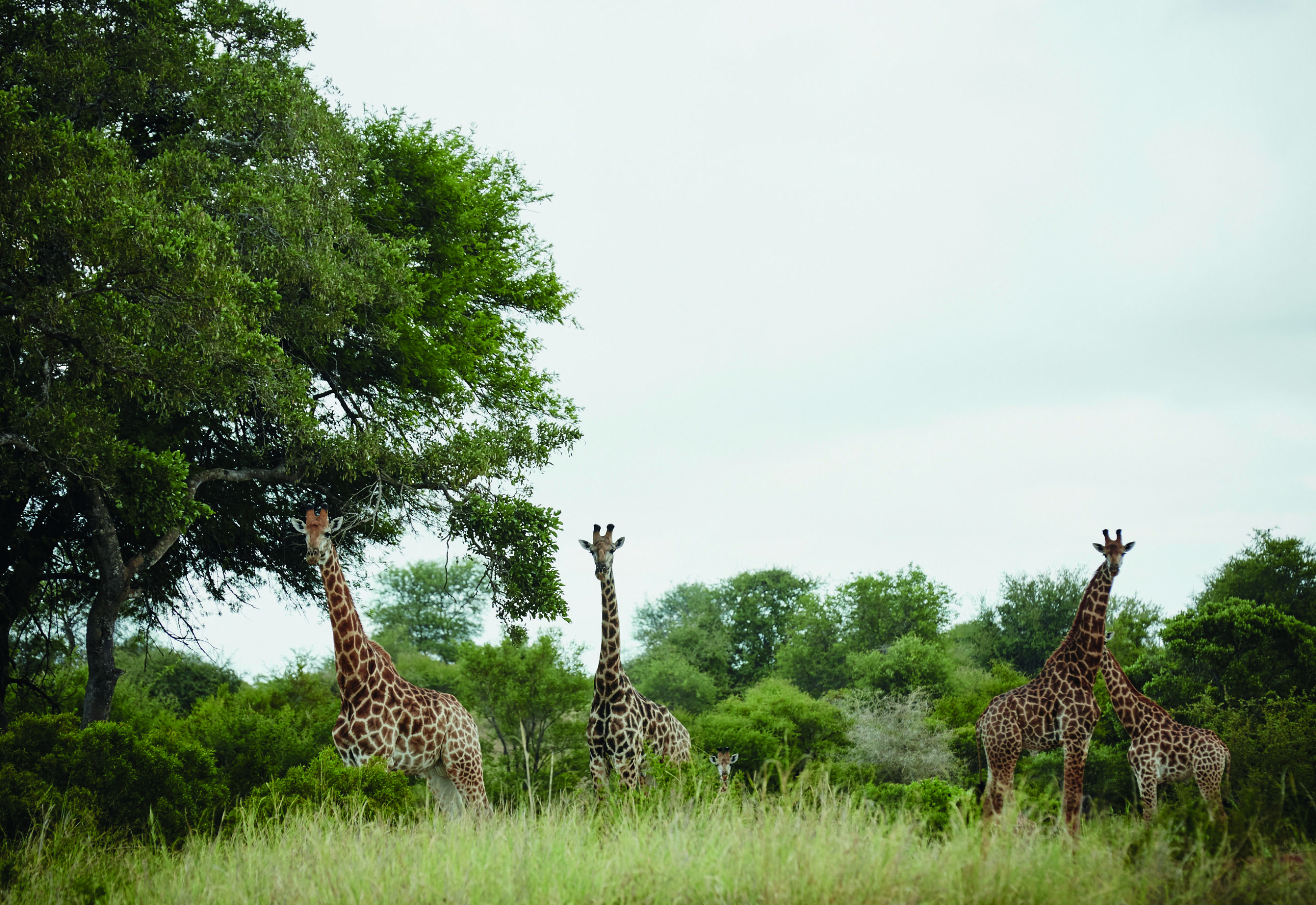 Singita: el modelo que une lujo, gastronomía y naturaleza
