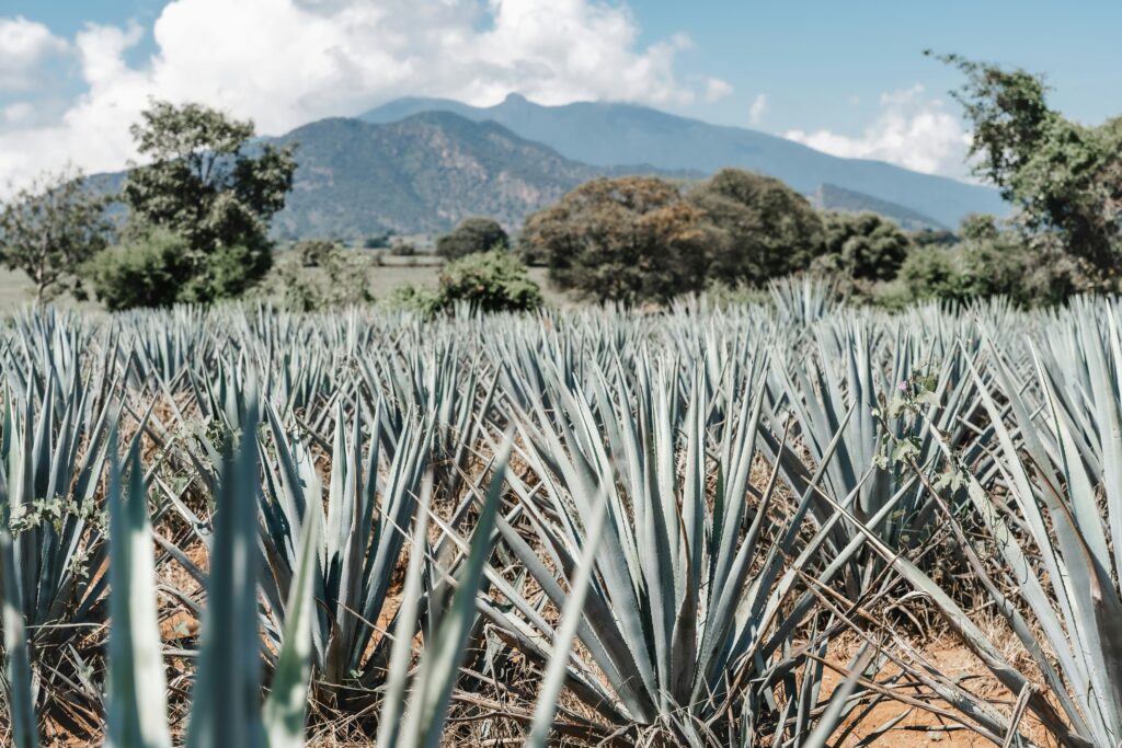 Jalisco es México: la campaña que busca mostrar al mundo la esencia del país