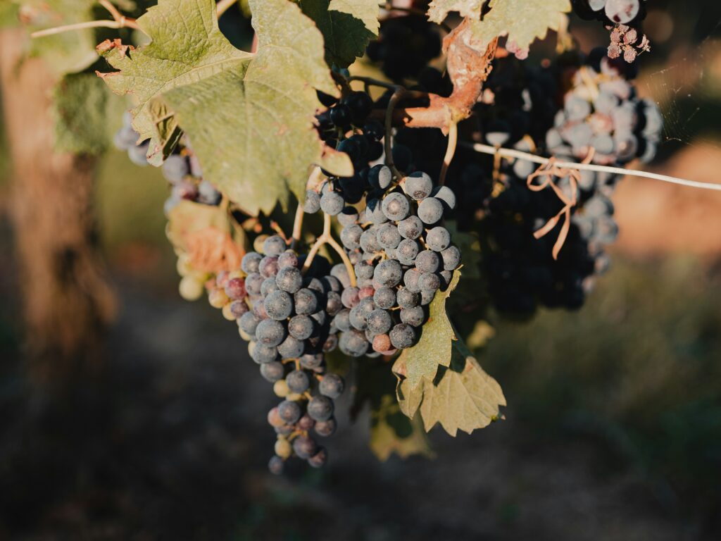 Coupage: las 14 mezclas de vino más importantes