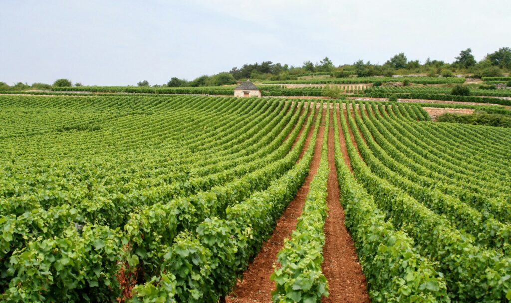 Coupage: las 14 mezclas de vino más importantes