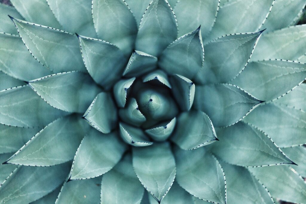 Del paisaje agavero a la barra: dónde celebrar el Día Internacional del Tequila
