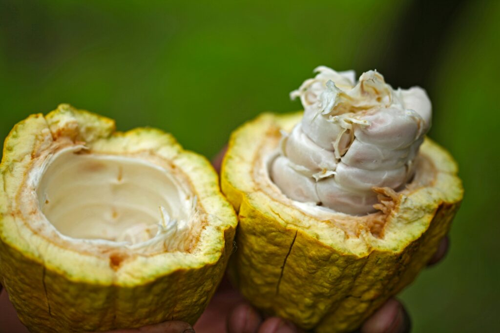 El futuro del chocolate depende del clima (y ya estamos viendo sus efectos)