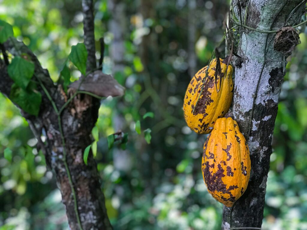 El futuro del chocolate depende del clima (y ya estamos viendo sus efectos)