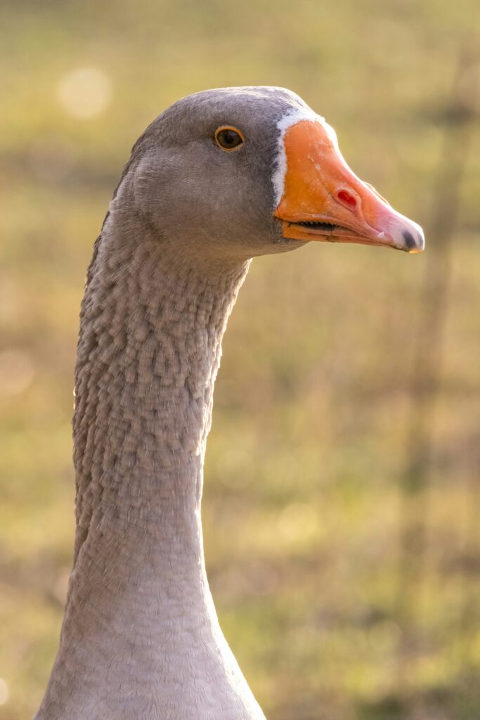 La prohibición del foie gras en Brasil reabre el debate sobre tradición y bienestar animal