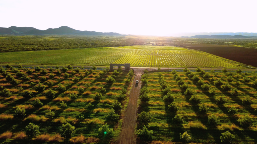 El Valle de los Olivos impulsa una nueva historia para el vino del sur de Chihuahua