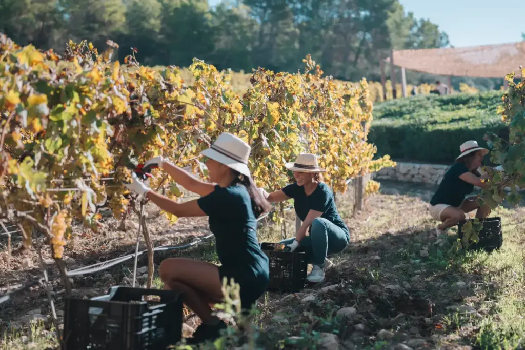 Finca Serena celebra la vendimia convirtiendo a huéspedes y clientes en vendimiadores por un día
