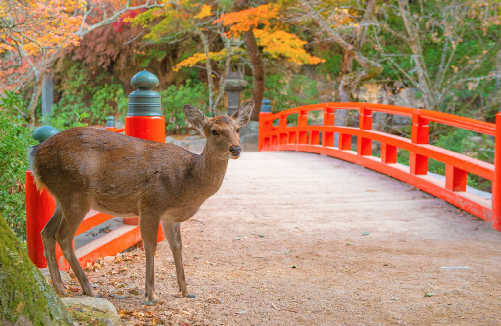 KAI Miyajima: donde el mar se encuentra con el silencio