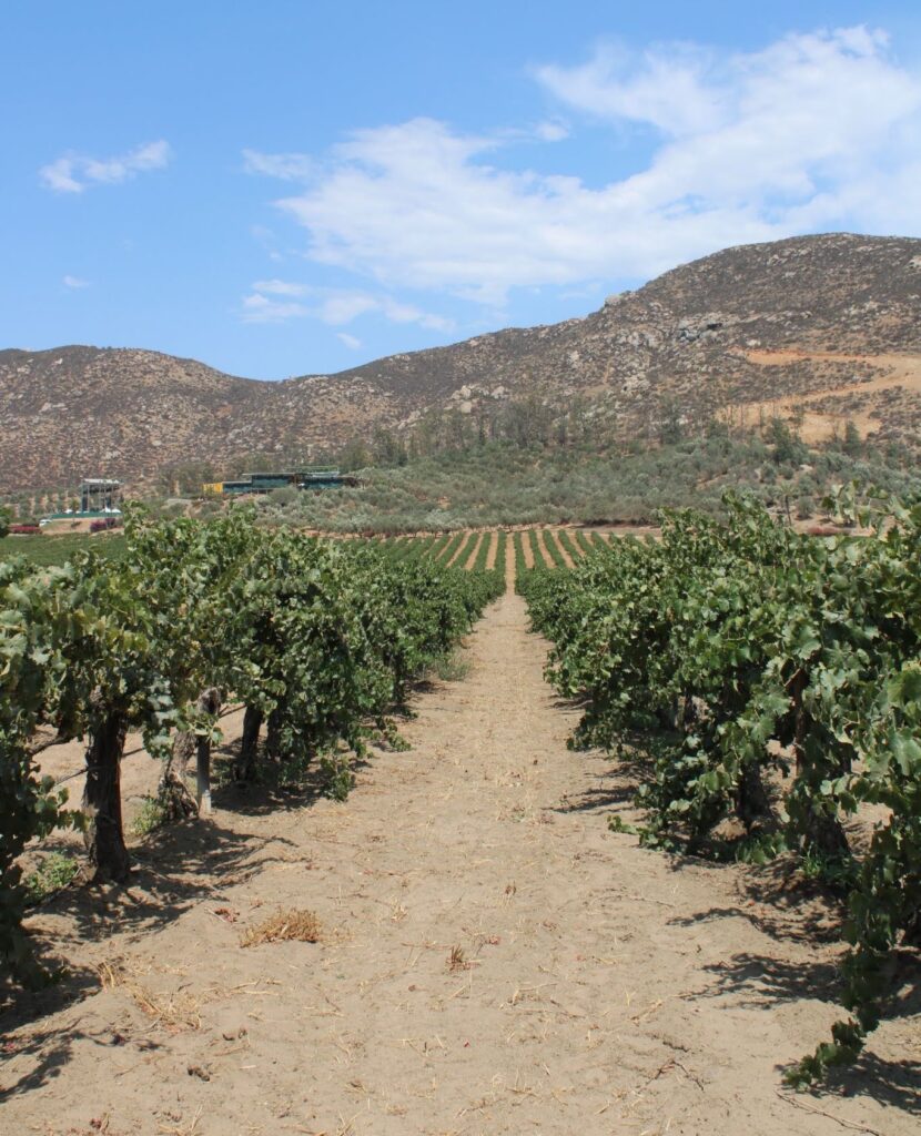 4 vinos de uvas orgánicas y el maridaje ideal para cada uno