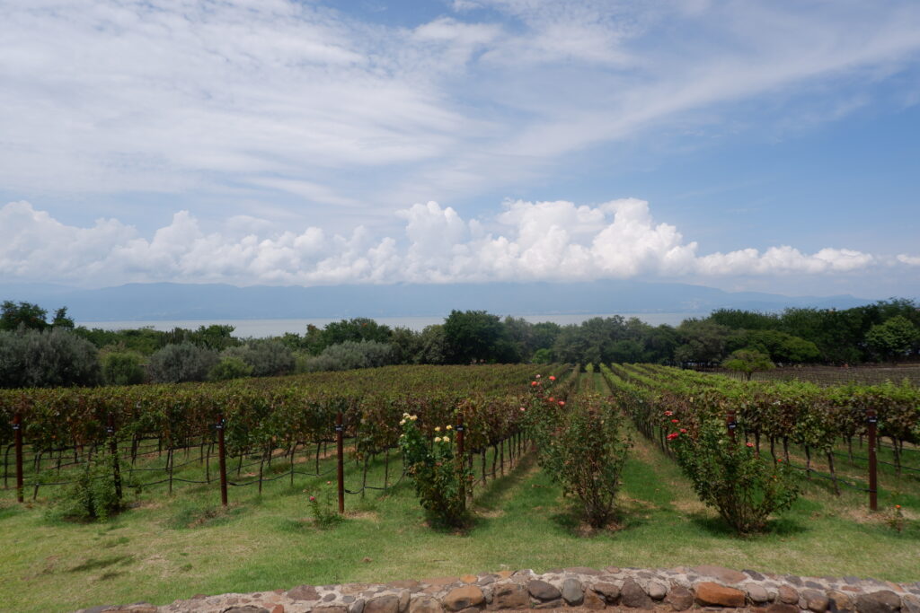 48 horas en Guadalajara: ruta gastronómica y vinos de Jalisco