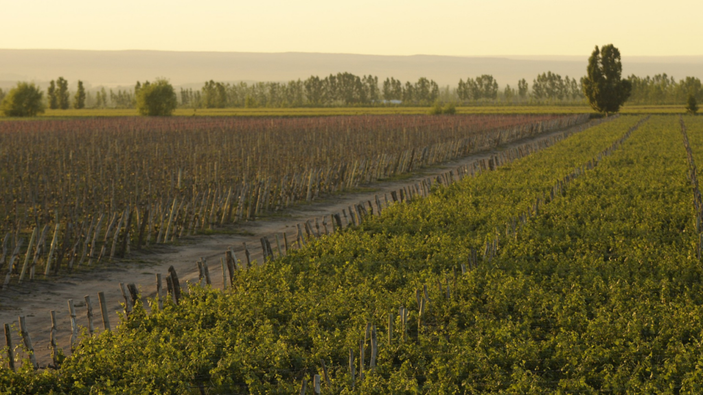 Andrea Ferreyra, enóloga de La Celia, hace historia con su nominación a Winemaker of the Year de Wine Enthusiast