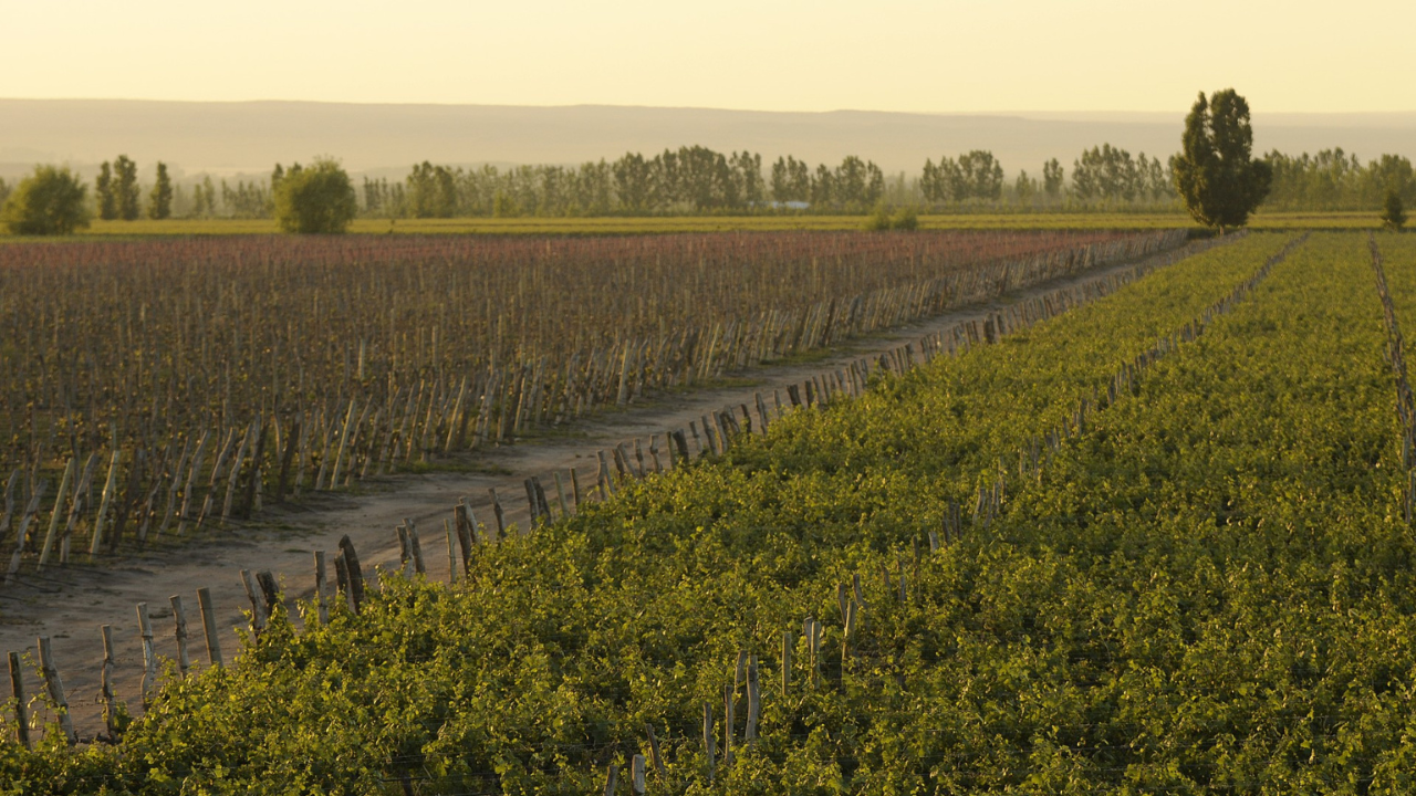 Andrea Ferreyra, enóloga de La Celia, hace historia con su nominación a Winemaker of the Year de Wine Enthusiast