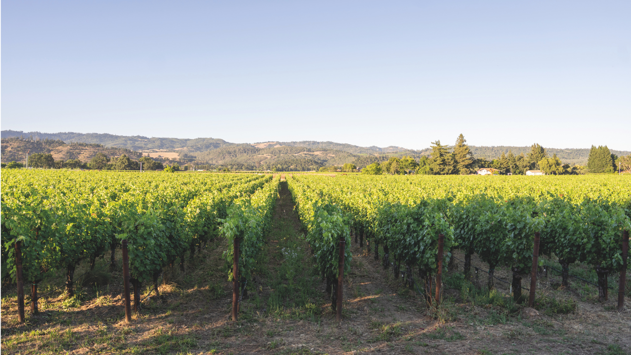 Vinos de California y nuevos terruños por descubrir Vinos de California y nuevos terruños por descubrir