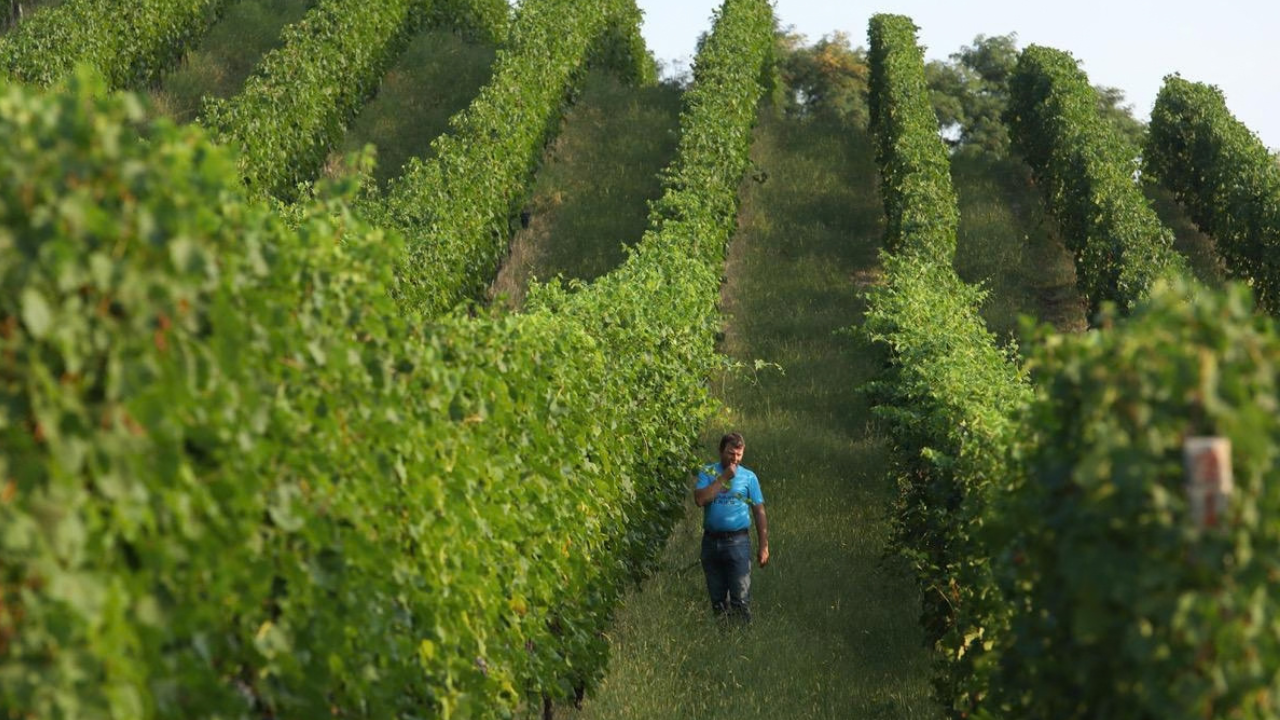 Vinos italianos: una península excepcional en 4 etiquetas