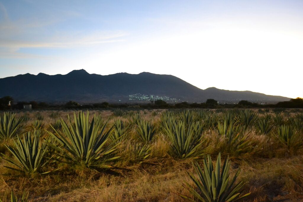 Recomendaciones F&W: 10 mezcales mexicanos Recomendaciones F&W: 10 mezcales mexicanos